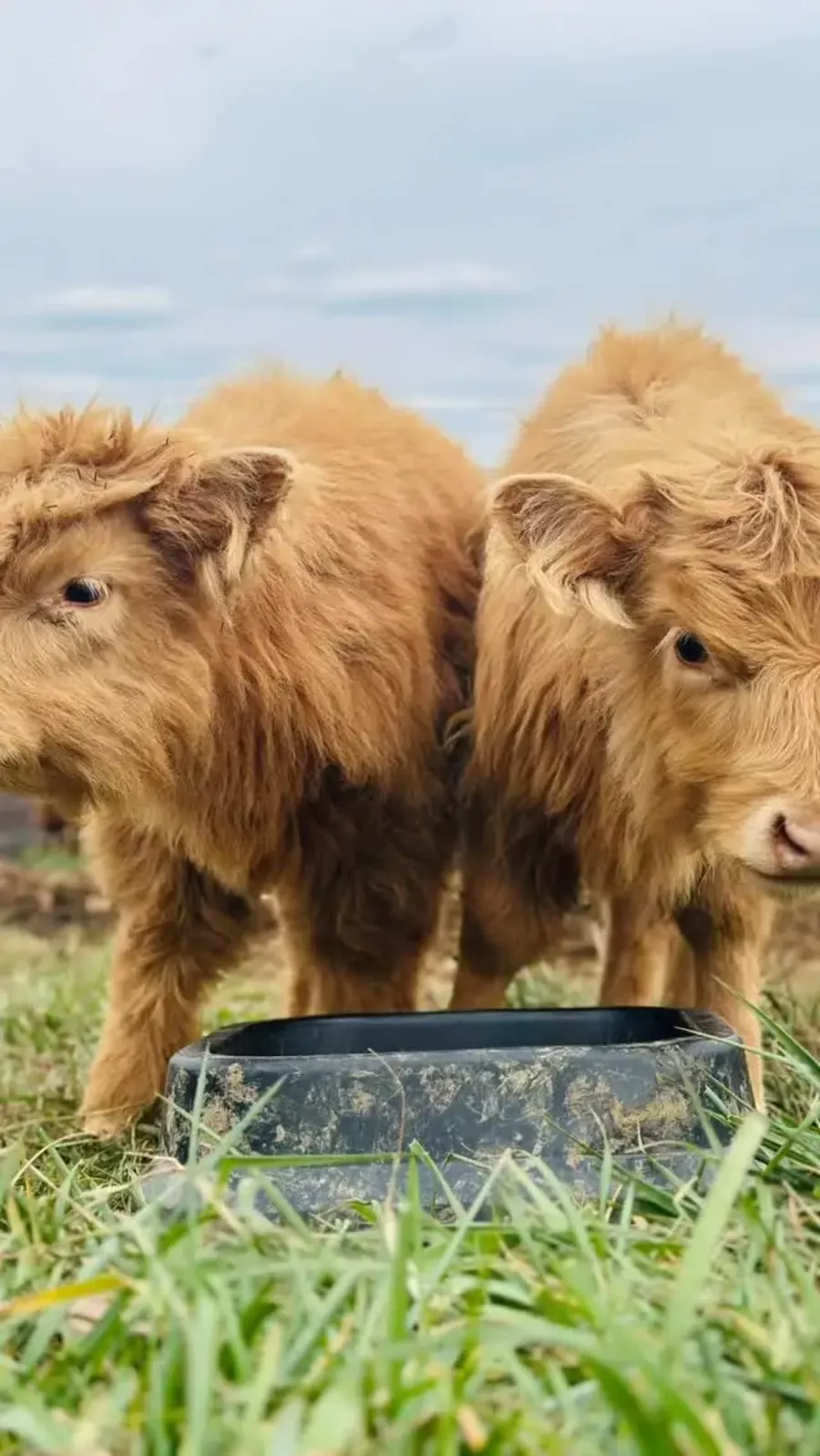 Highland calves Milo and Otis
